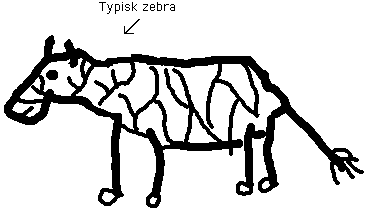 Zebra