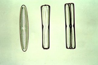 Pennata kiselalger