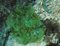 Ulva